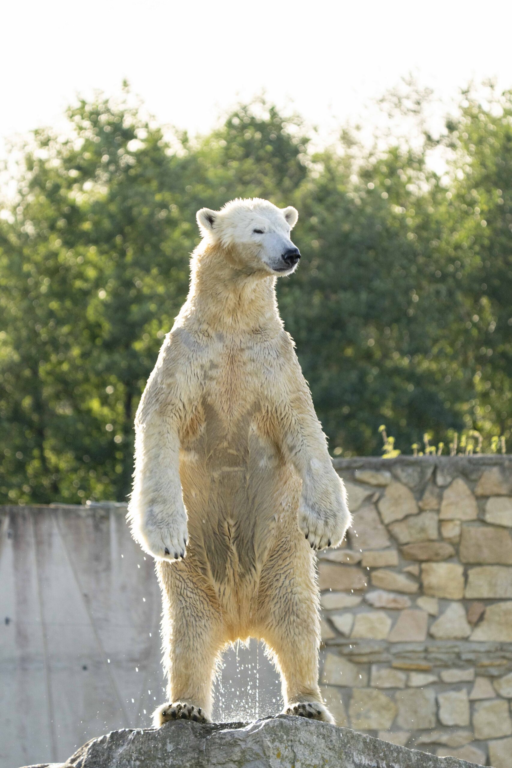 Uudishimulik merekaru
